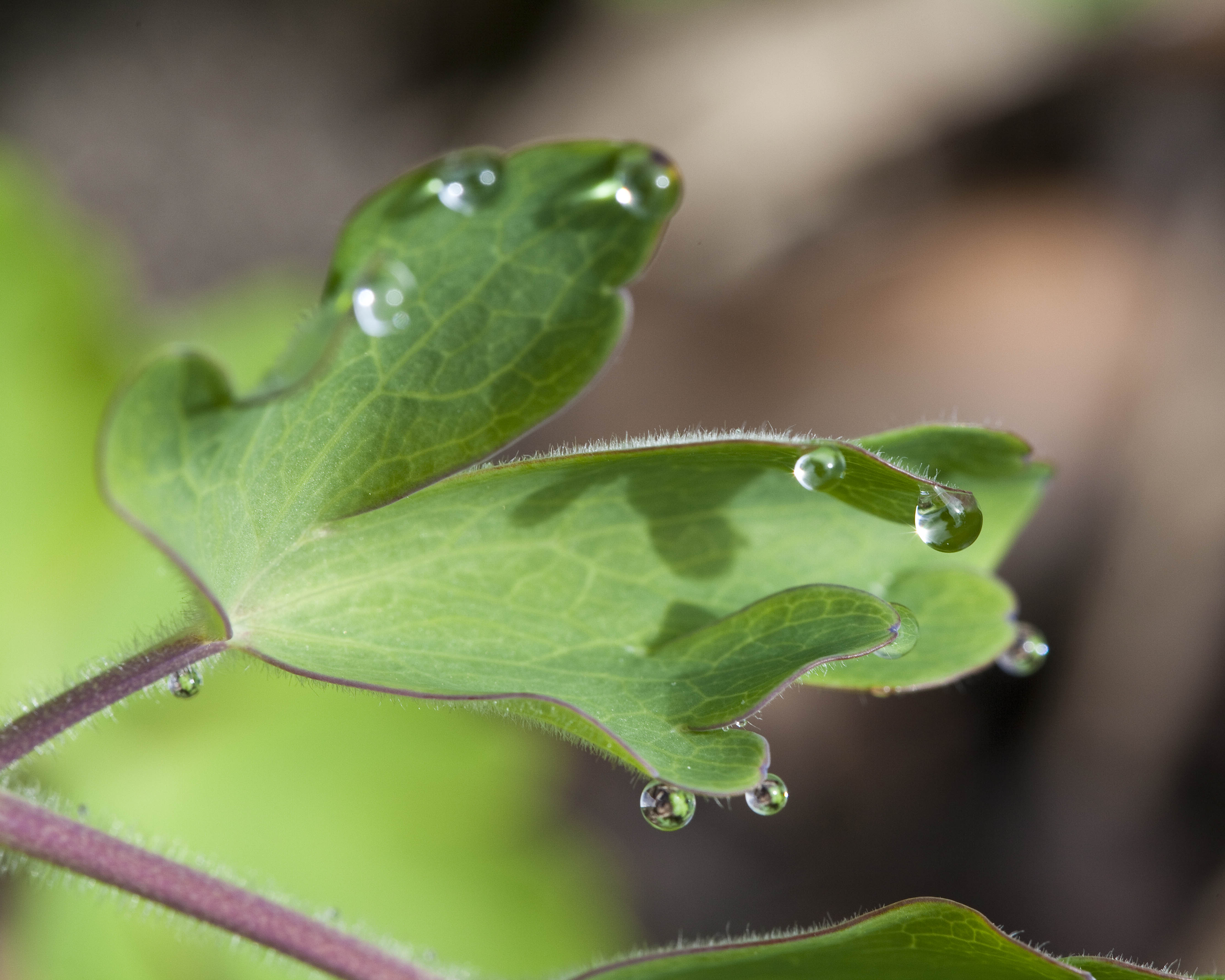 Leaf macro