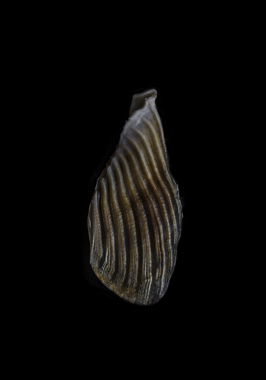 PHOTOGRAPHY RAF STUDIO  VILLA KUJOYAMA KYOTO ART CENTER SYNCHRONICITY EXHIBITION