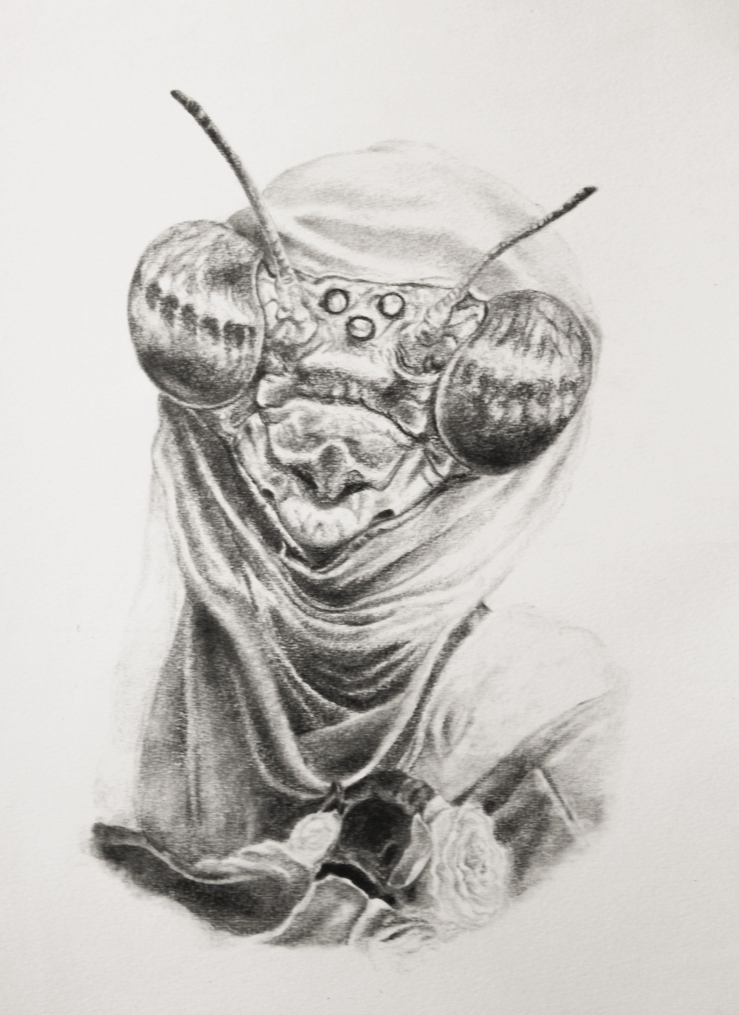 Specimen IV. Graphite on archival paper, 51cm x 41cm, 2017