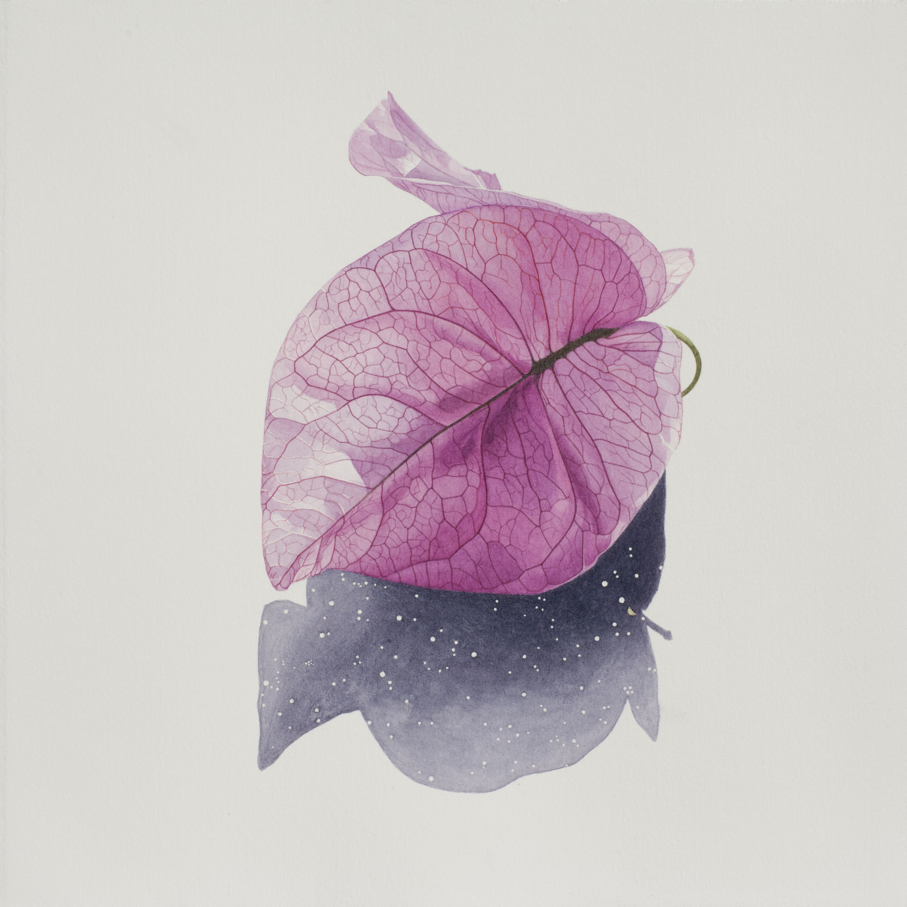 "bougainvillea" (aquarelle, 38x38 cm, octobre 2025)