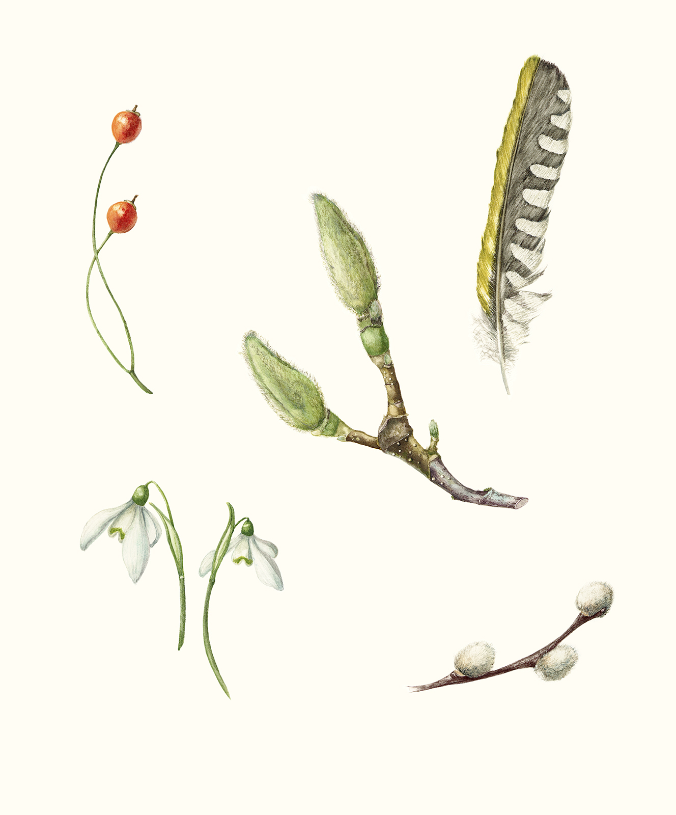 Winter treasures and magnolia