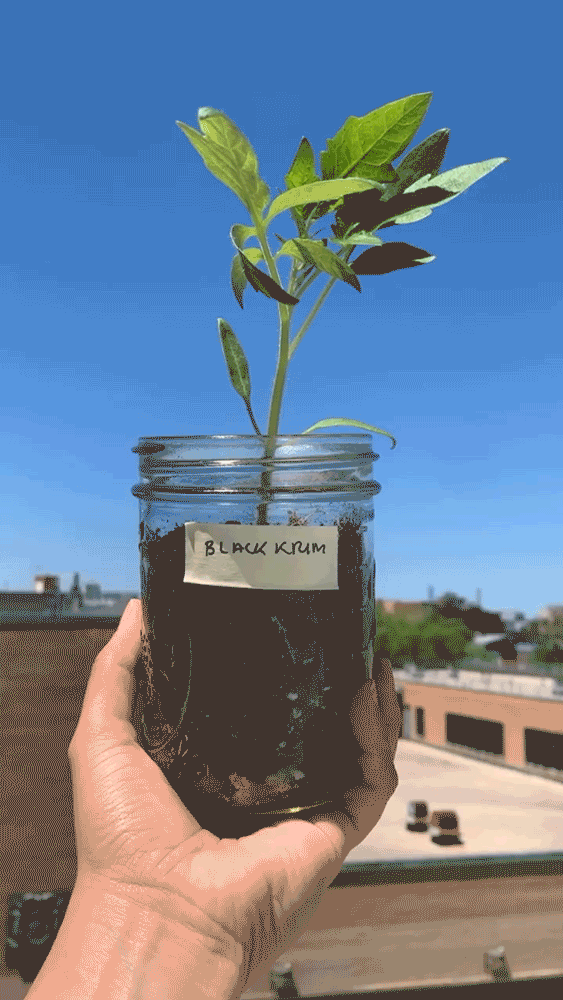 Black Krim Heirloom Tomato