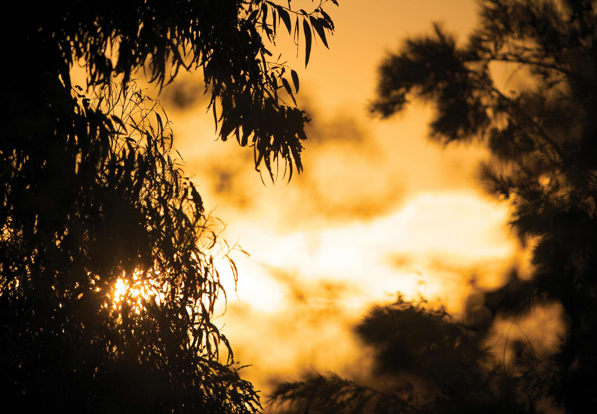 Tree by Tree, from Sea to Mountains, 2008. Permanent Public Art Installation for the Registrar Recorder/County Clerk, Santa Fe Springs, Los Angeles County, CA. Detail 3.