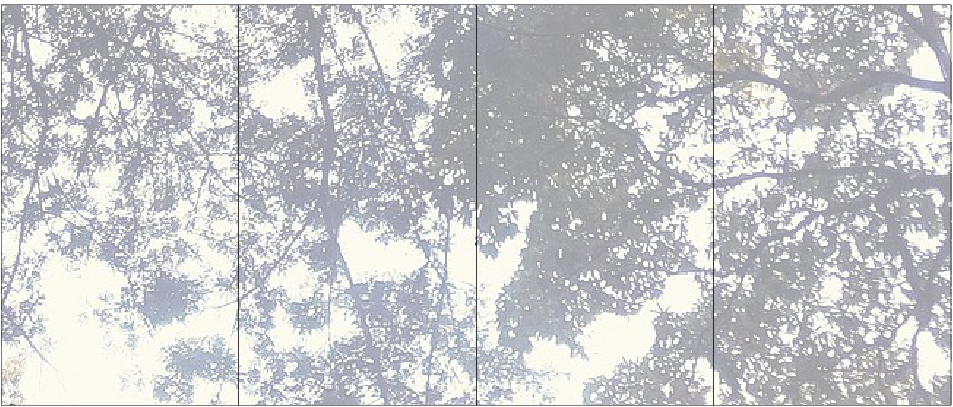 Black and white photo of light through a forest