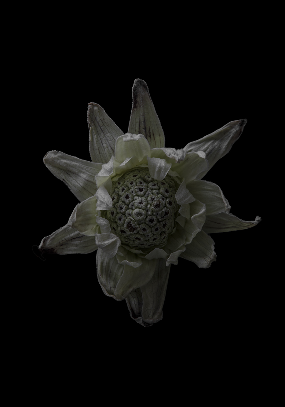 PHOTOGRAPHY RAF STUDIO  VILLA KUJOYAMA KYOTO ART CENTER SYNCHRONICITY EXHIBITION