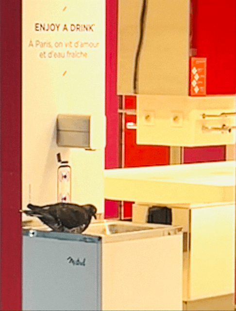 pigeon at the airport, 2026