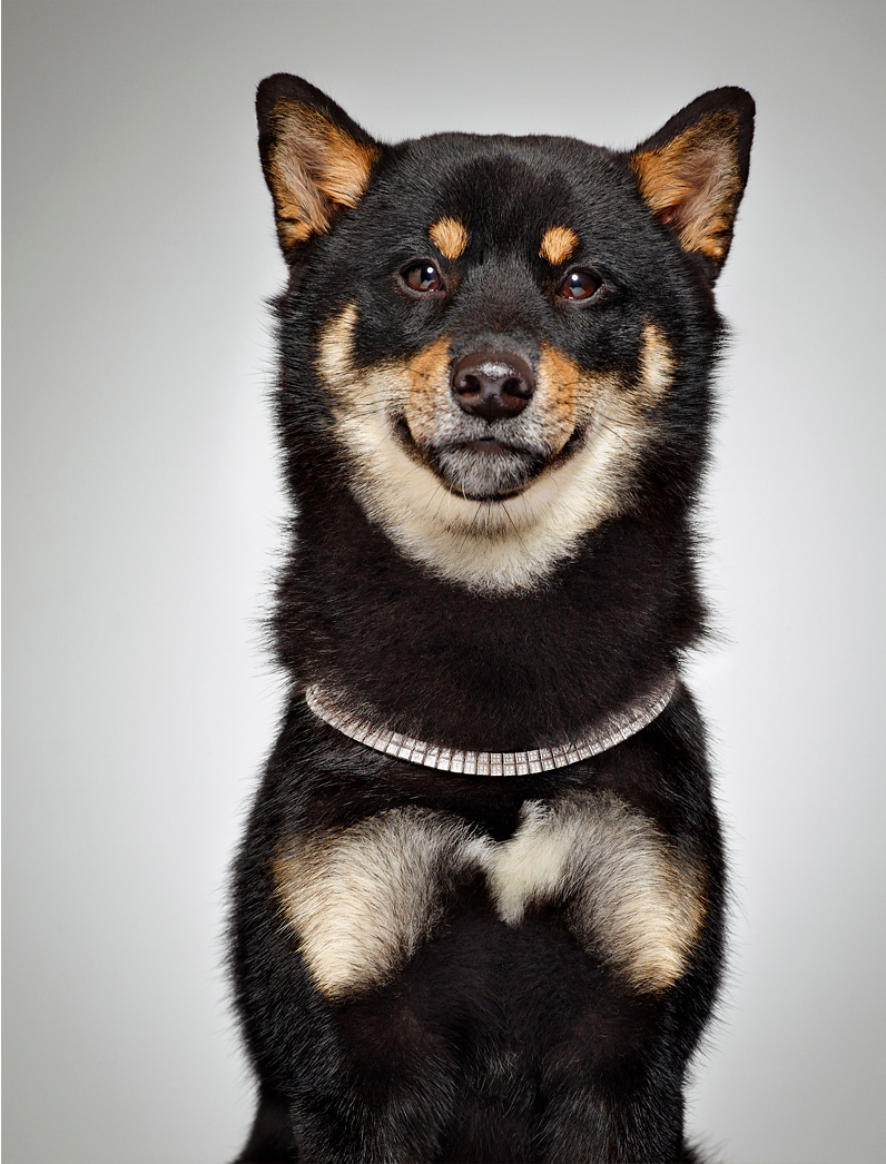 KMA photographer Isabelle Bonjean shoots photograph of black white and tan dog with diamond necklace on