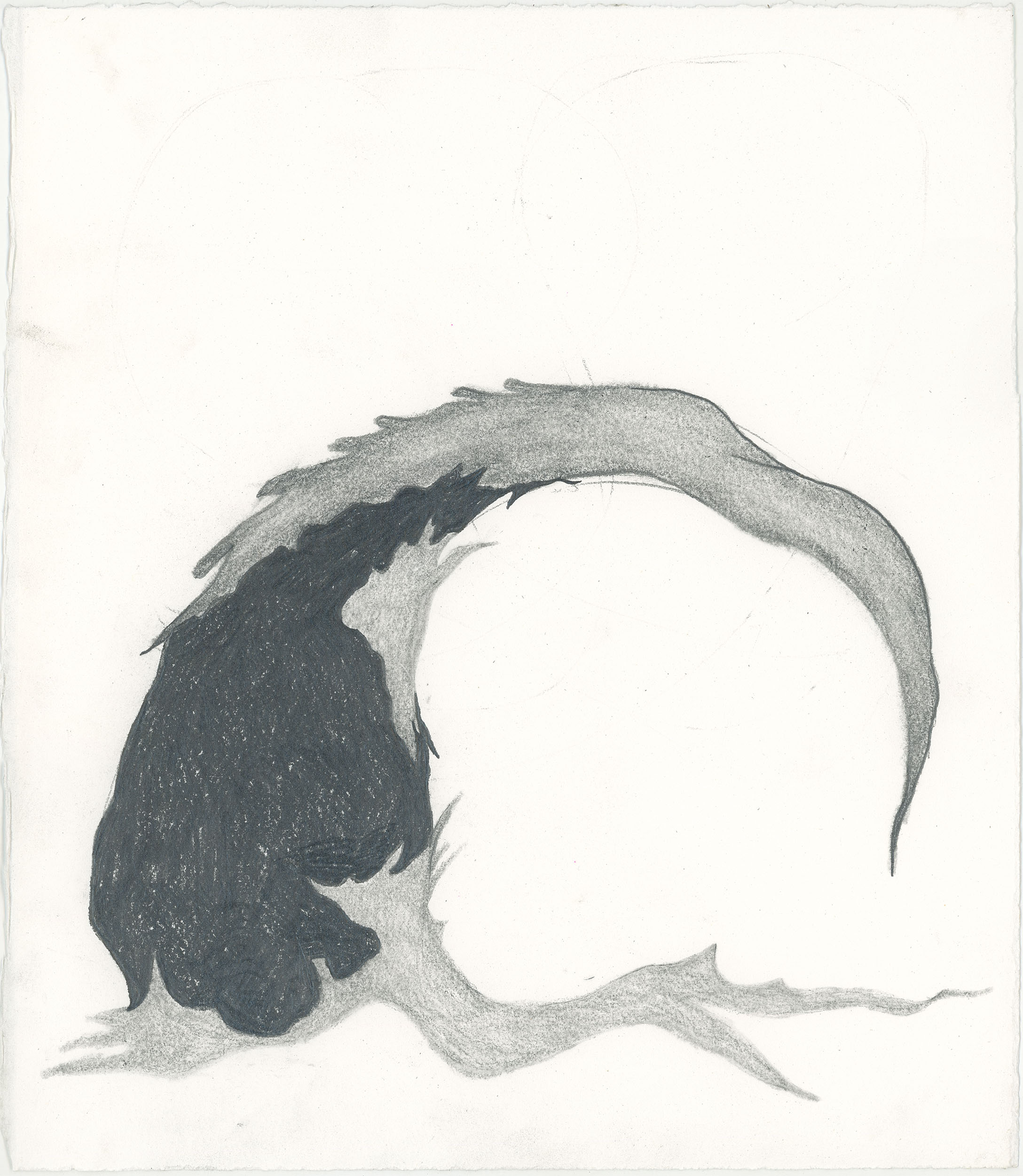 Root, 2024, 11"x10", graphite