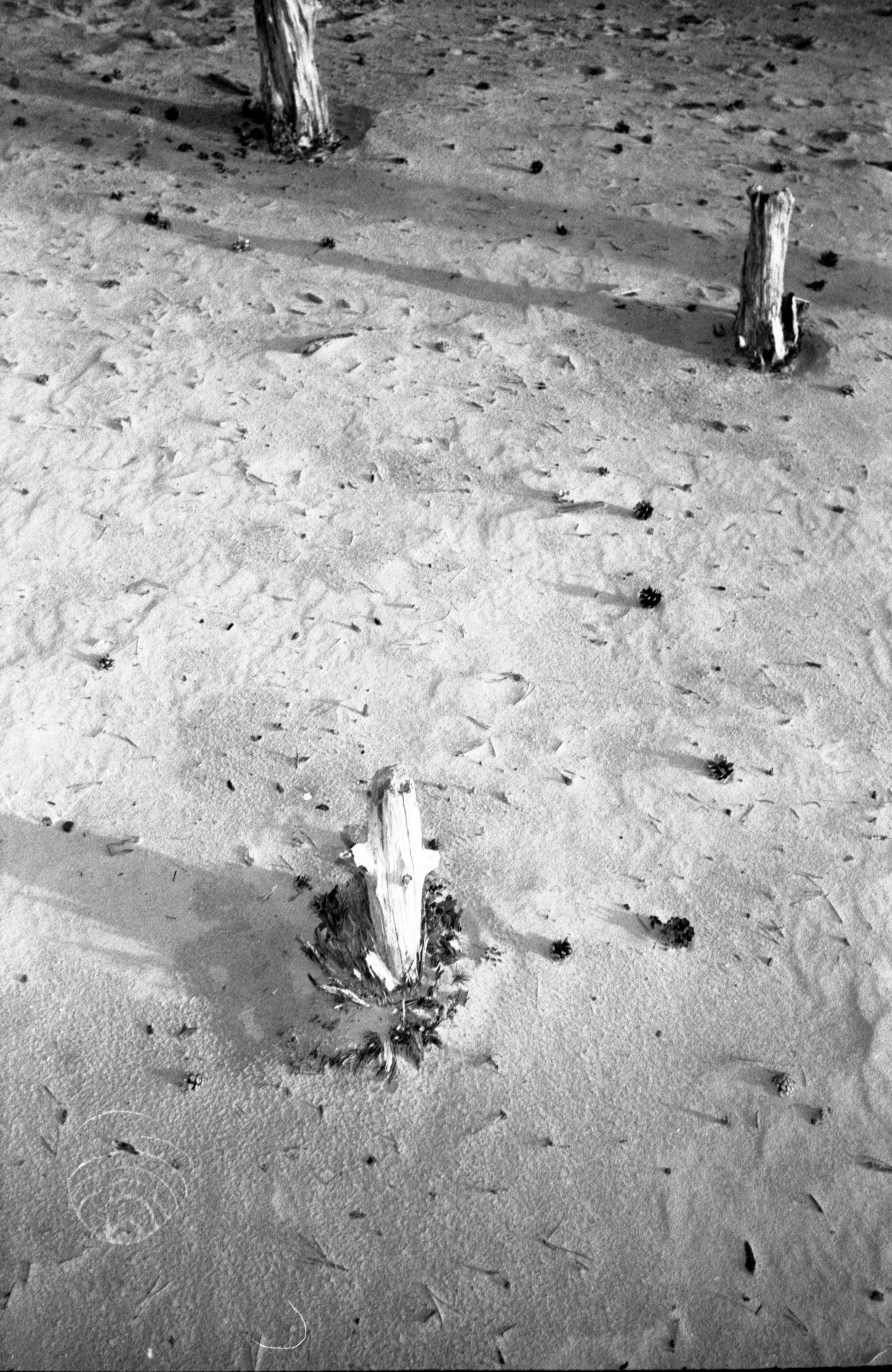 Dunes near Utrecht, 2022