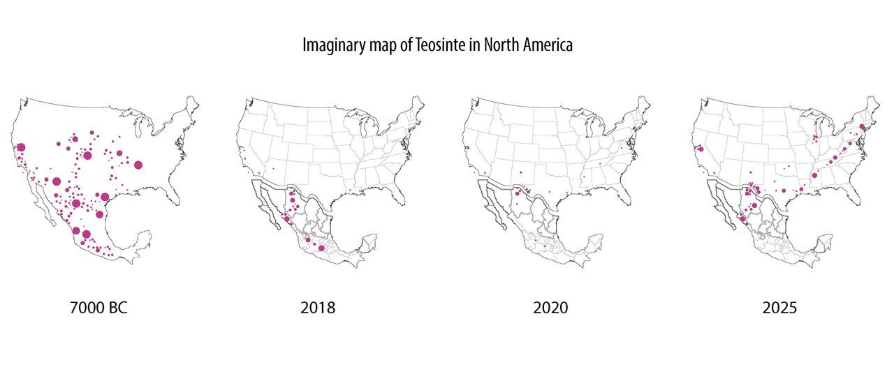 teosinte map