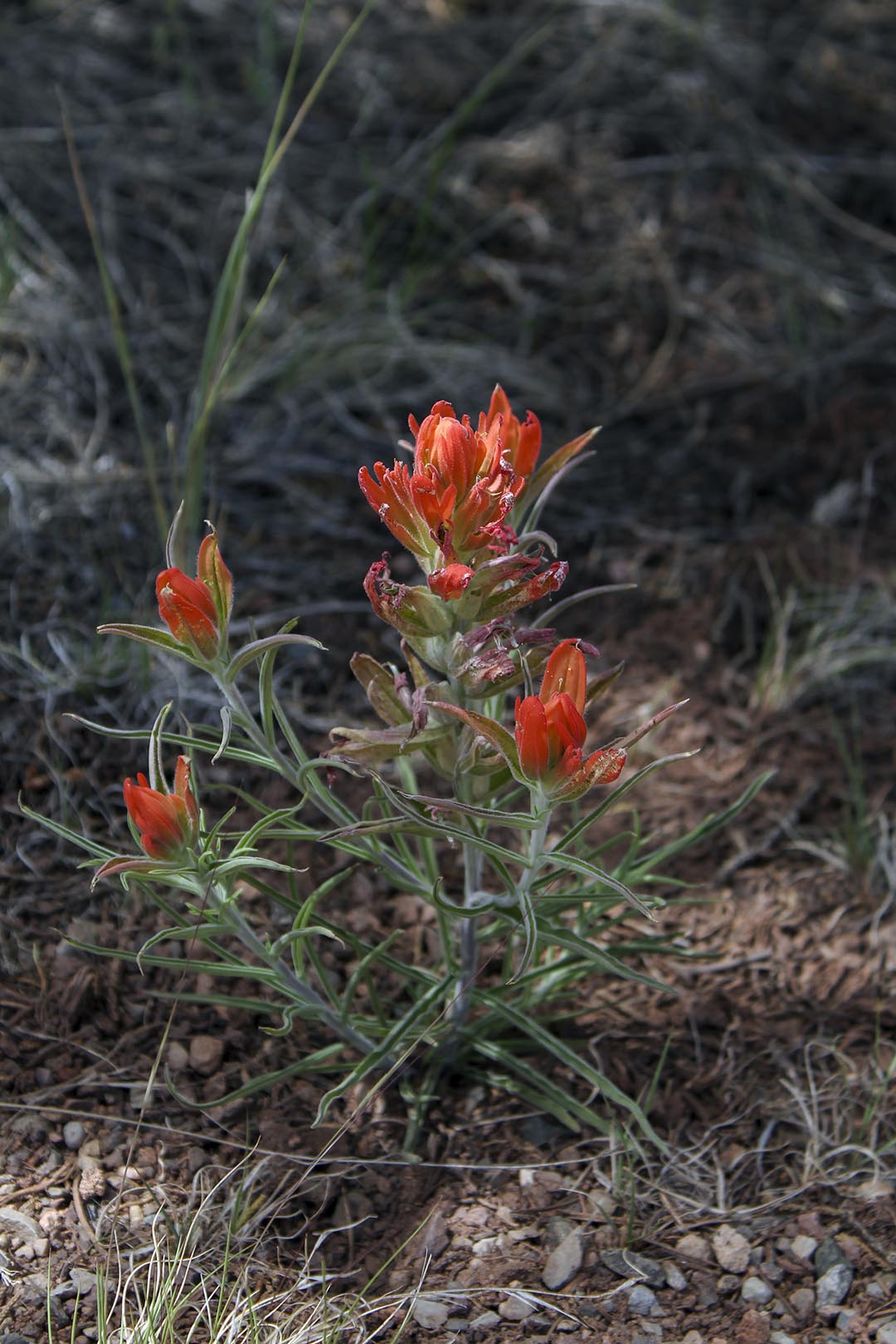 Orange Blossoms, Digital Photograph, 2020