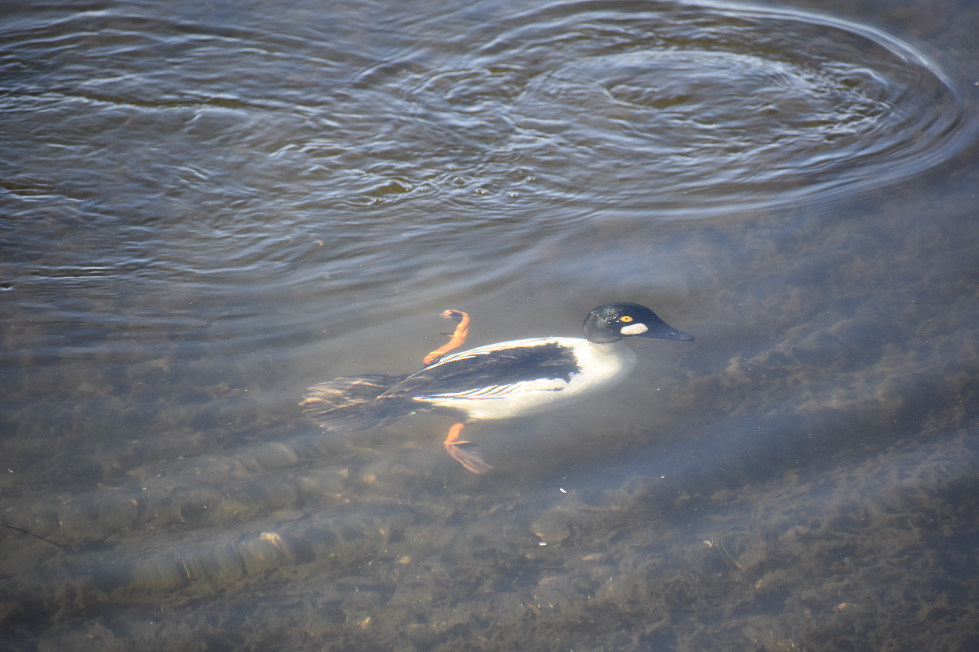 Common Goldeneye, Oakland, CA
