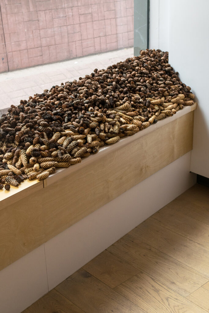 Pictured: Hundreds of pinecones on a window ledge.