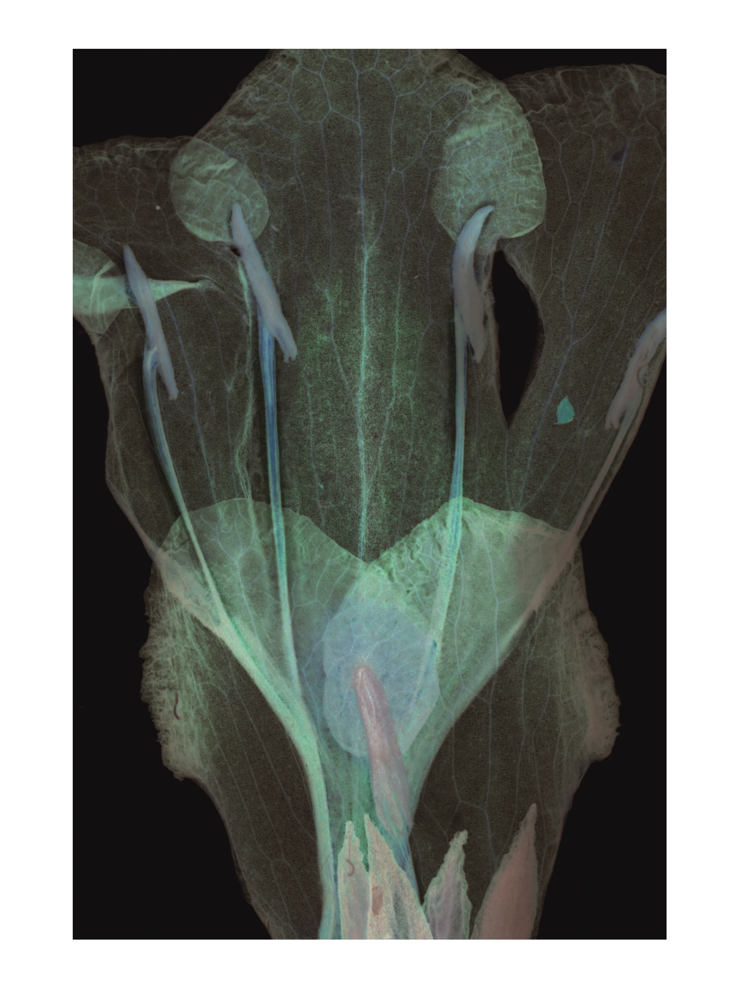 Ph(y)toform 8, 19.8 x 29.2cm, Giclée print of Fine Art Rag Matt