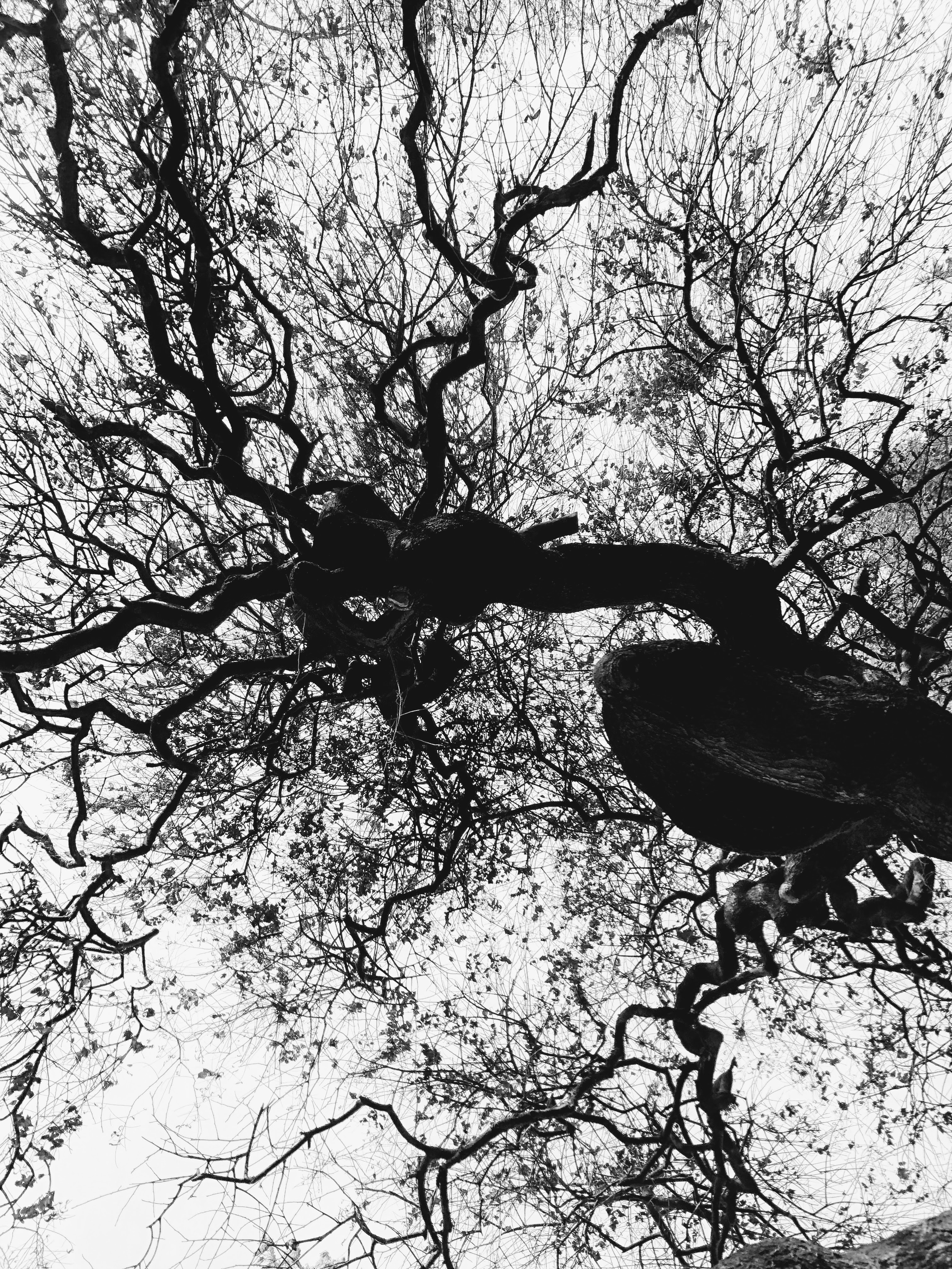  Sophora Japonica, Orto Botanico, Bologna, 13-1-19