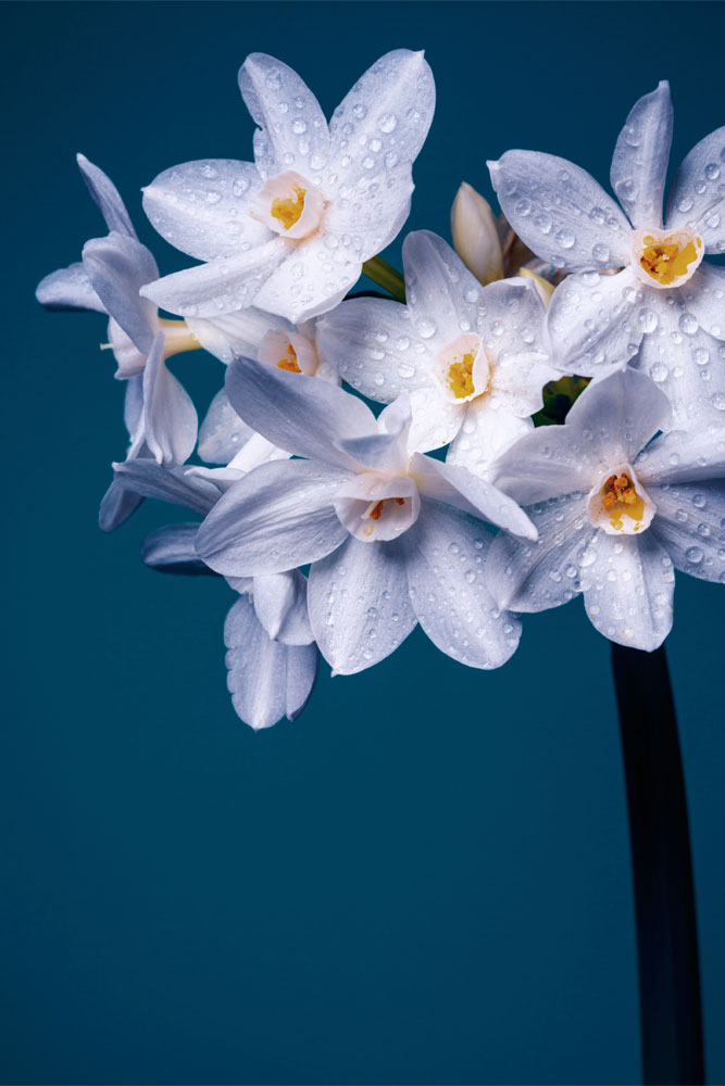 original image by Skyler Ewing