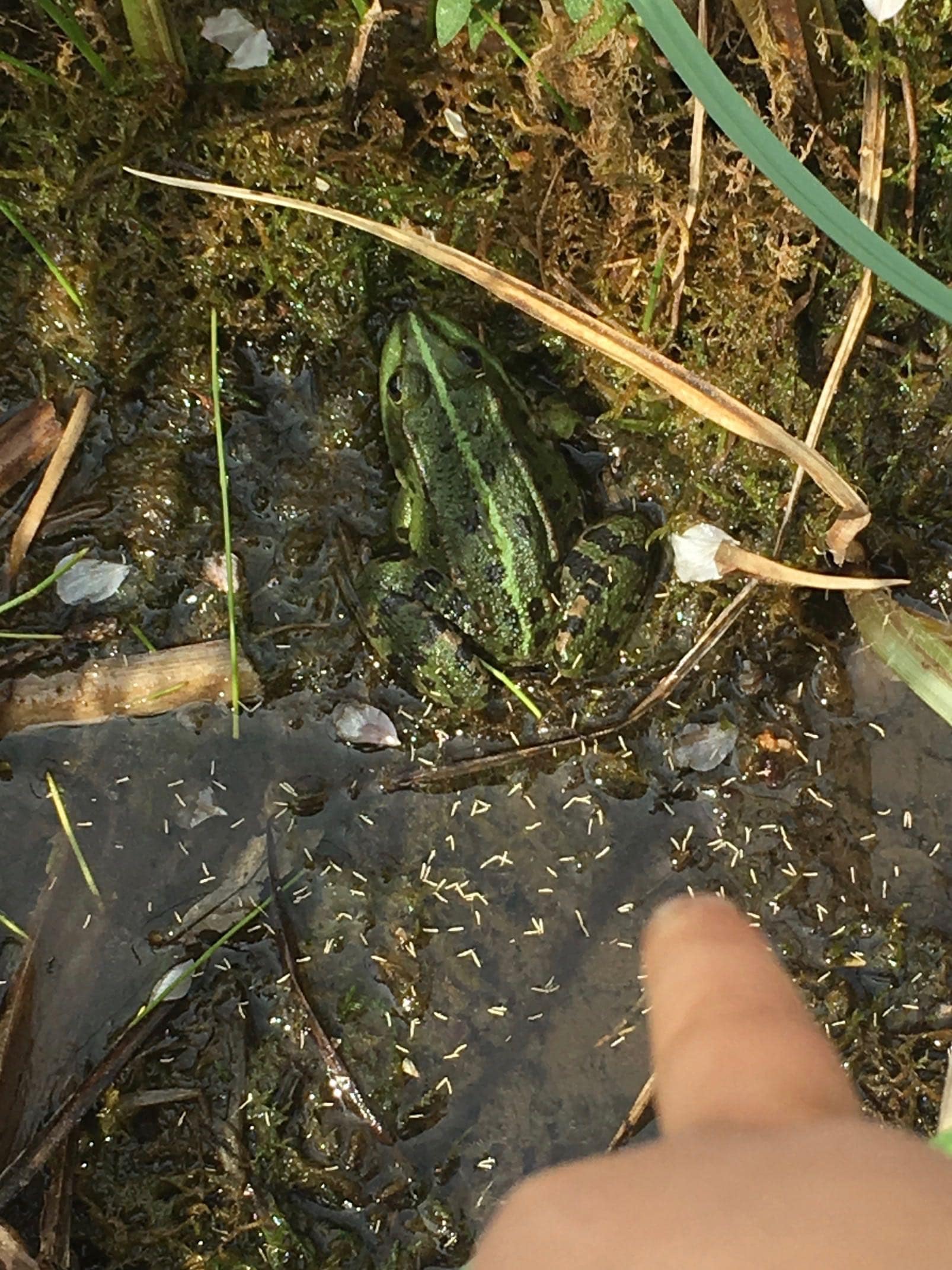 F is for Frog. Kaia.