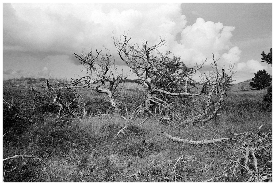 'DANCING TREES'