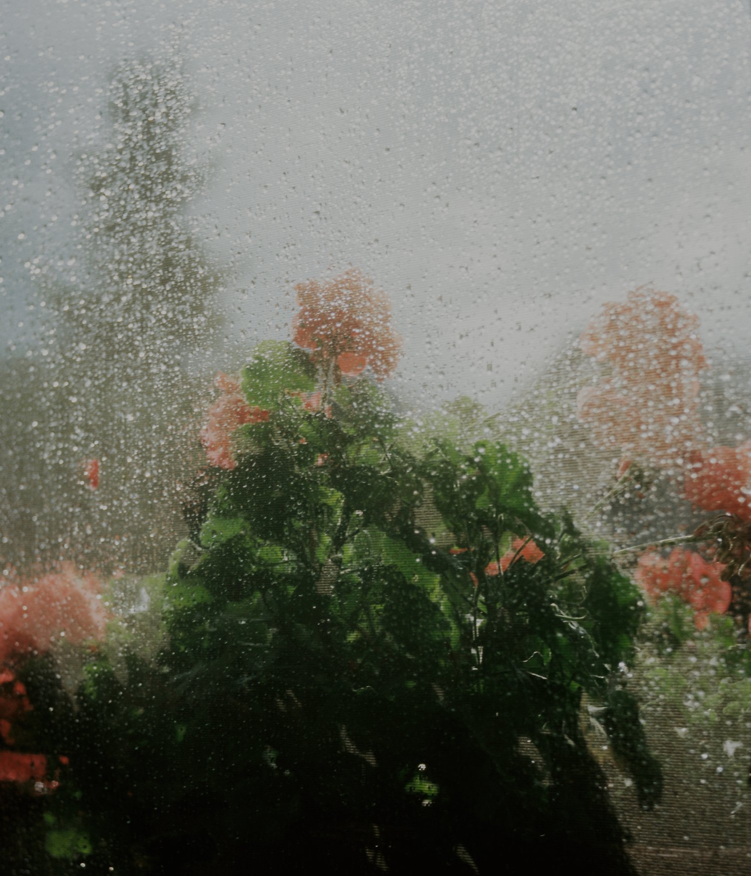 Mom's flowers after the rain. Gniezno, Poland, 2021