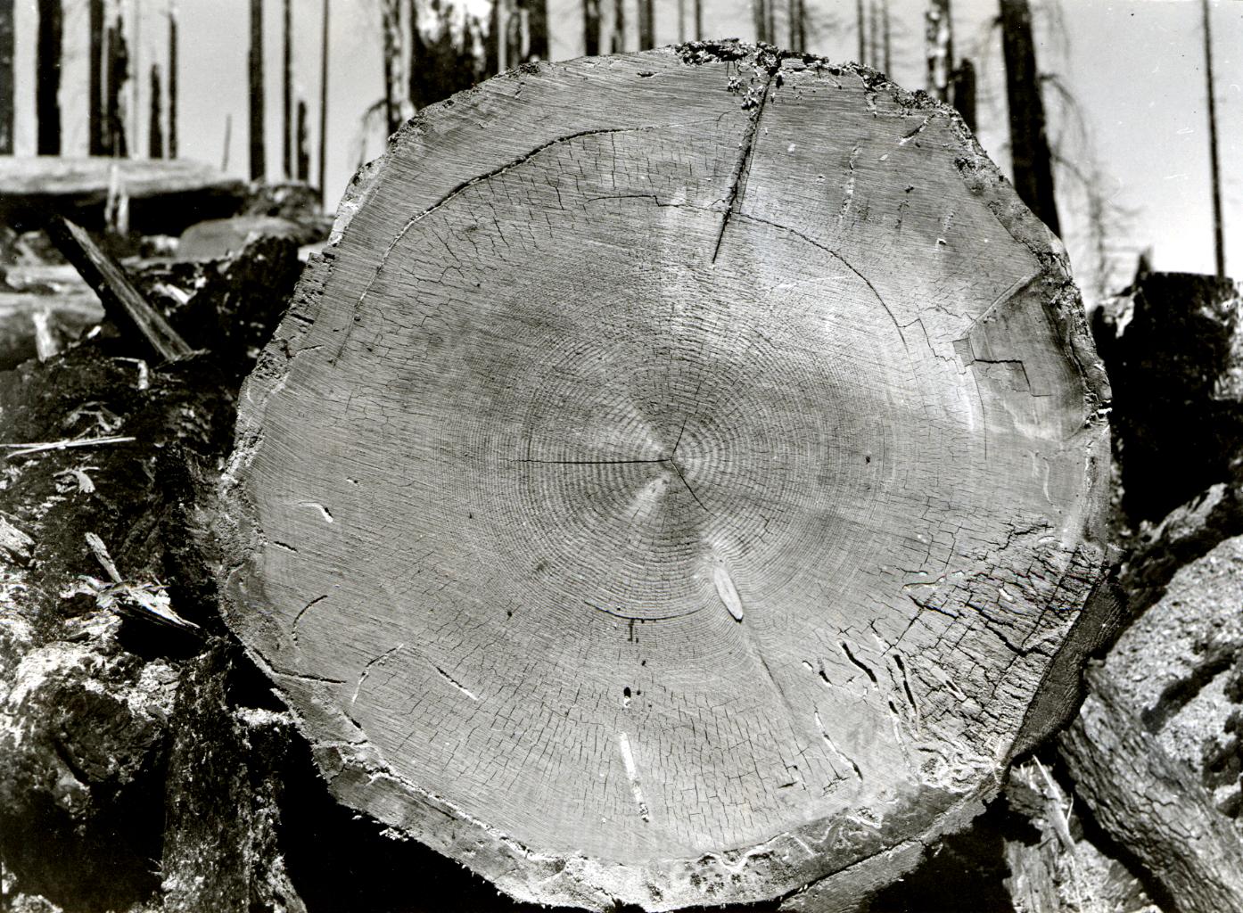 The interior of a tree trunk from a felled tree with many rings. Several tall tree trunks stand in the blurred background.