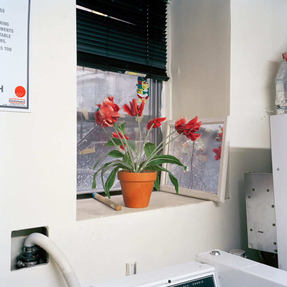 untitled 53 (tulips) (2012)