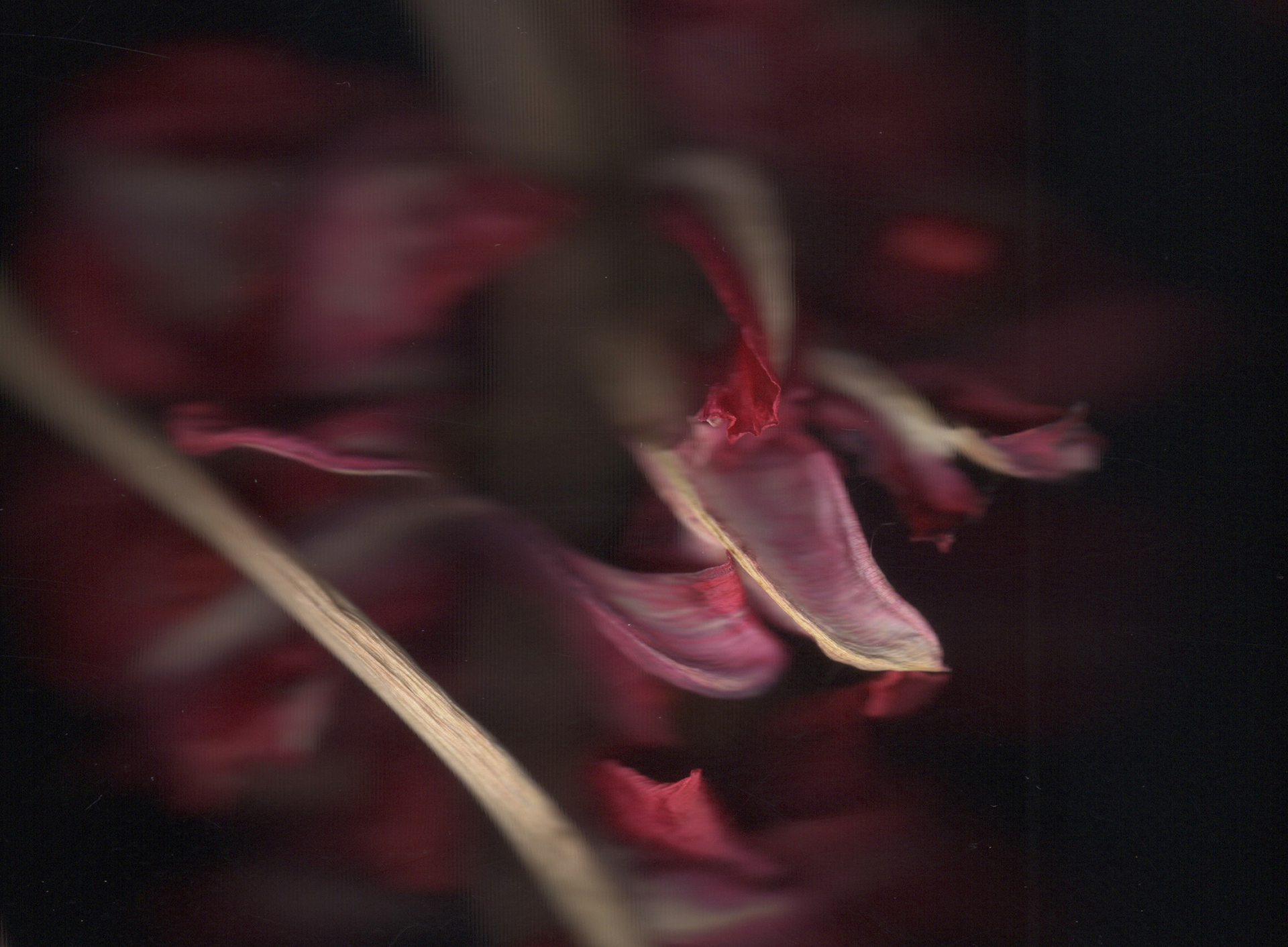 Red Tulips (2022)