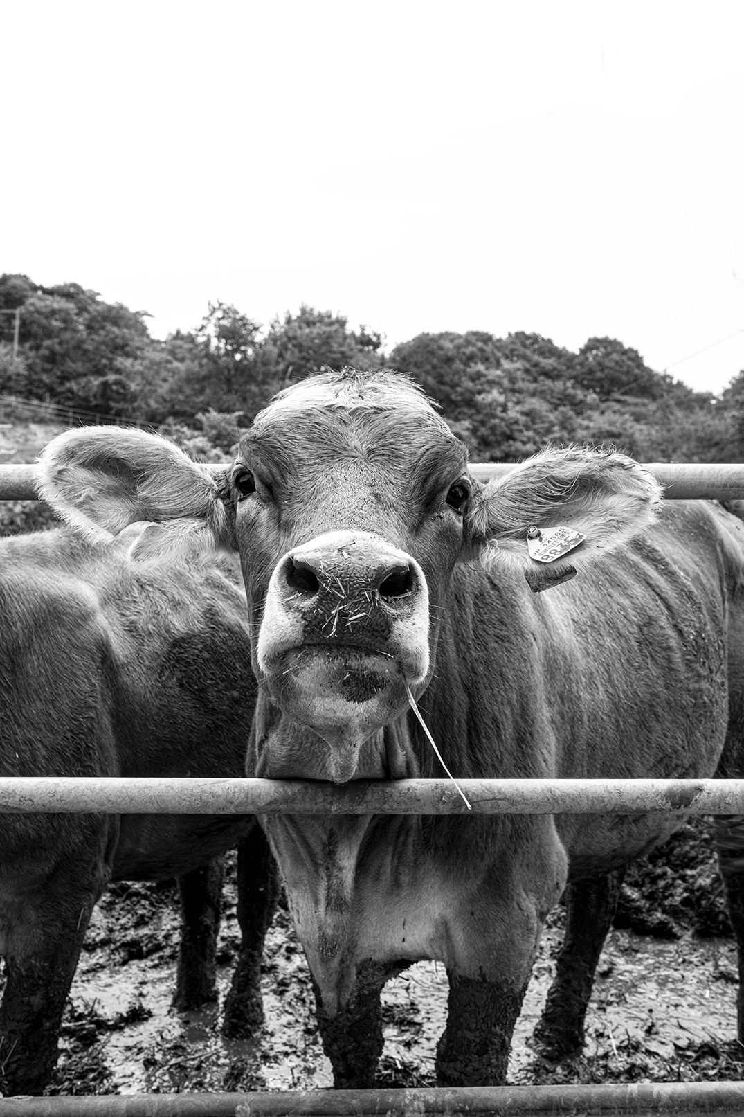 PHOTOGRAPHY RAF STUDIO for YOSHIDA's FARM at  VILLA KUJOYAMA