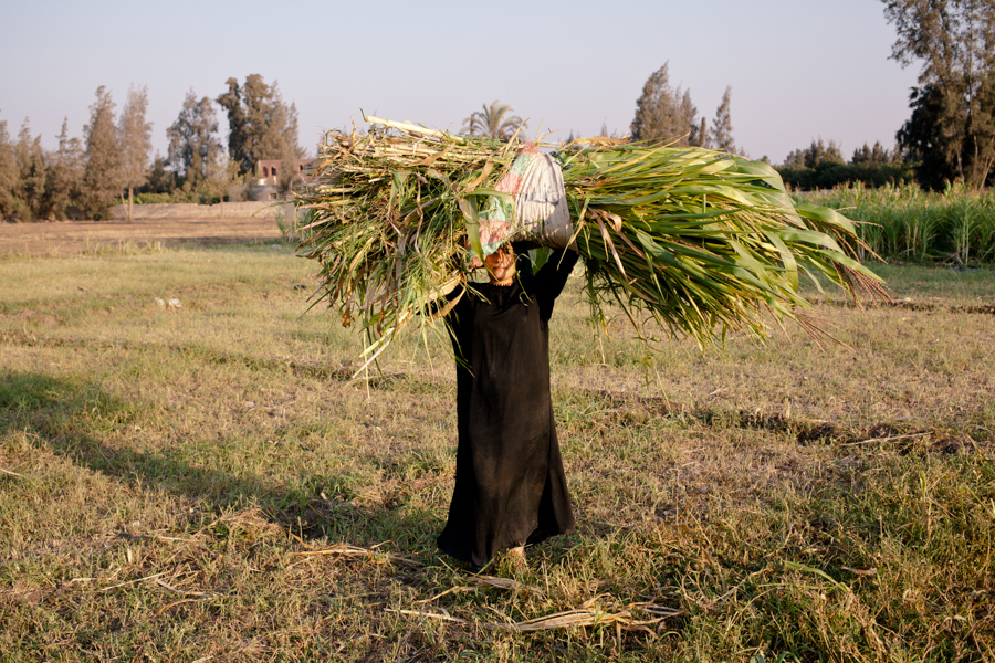 A part le recyclage des ordures, l'autre activité du village consiste à travailler dans les champs avoisinants. Les Palestiniens ne peuvent plus posséder de terre depuis que Sadate a aboli tous les privilèges que Nasser leur avait accordé. Les habitants ont alors du revendre pour une bouchée de pain les terres qu'ils possédaient aux Egyptiens voisins. Via les mariages avec des Egyptiennes et quelques astuces administratives, il est probable que certains habitants aient conservés des terres, mais cela reste tabou.