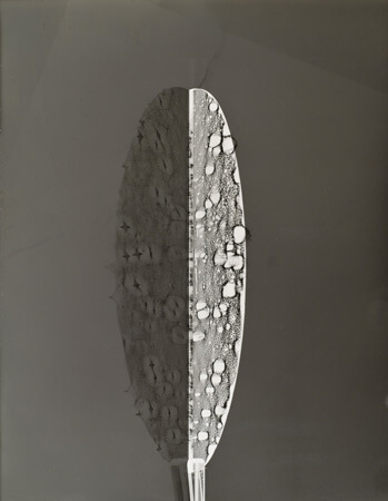 Seedy Rorschach 4044 Silver Gelatin Photogram 14 x 11, 2002