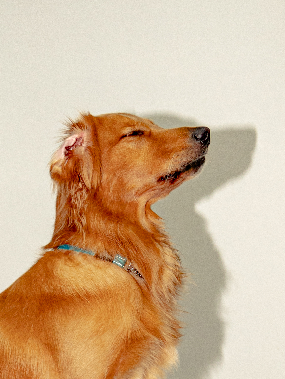 OneDegree Pet Insurance