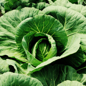 Upclose picture cabbage head in the ground