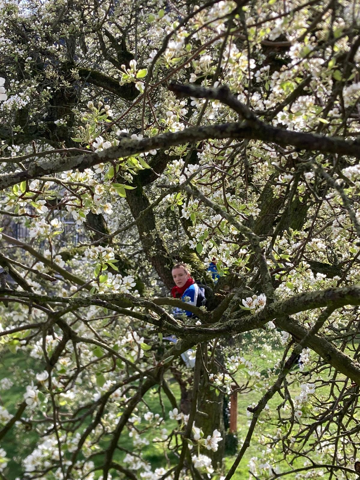 beeld uit performance "in de bomen (werktitel)" over bomenklimmen, afstand overbruggen, vertalen en plezier. -lente 2024