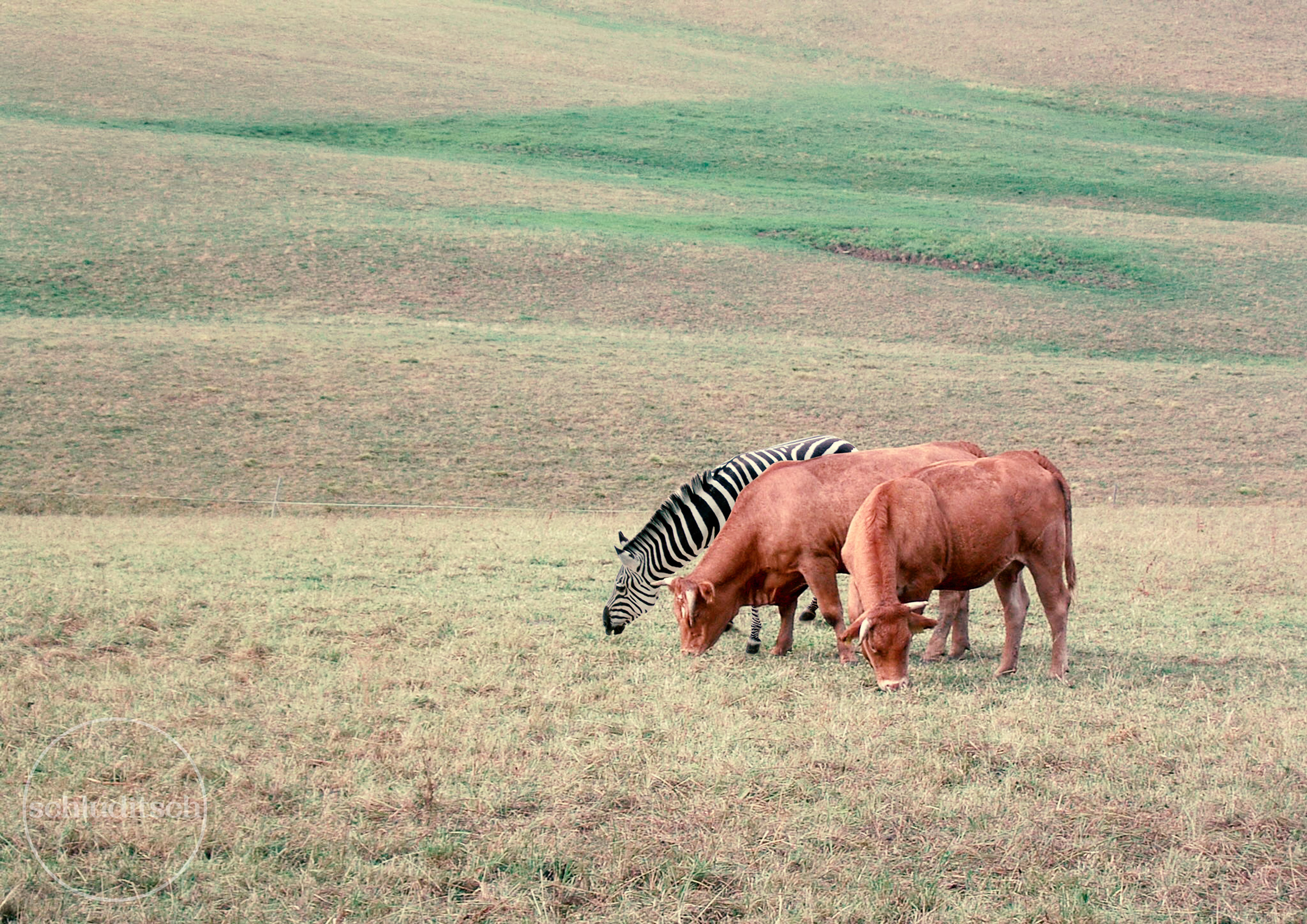 Das Zebra und die deutsche Hauskuh, 2004