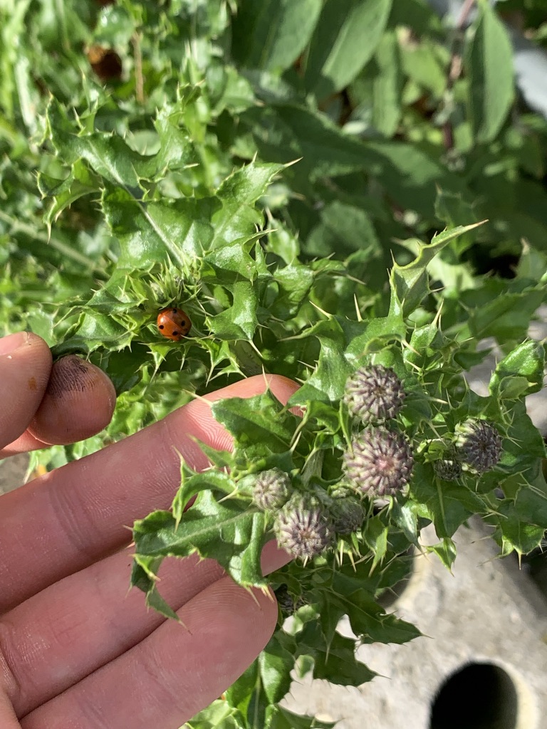 A close look at some of the city's informal greenspaces and inhabitants