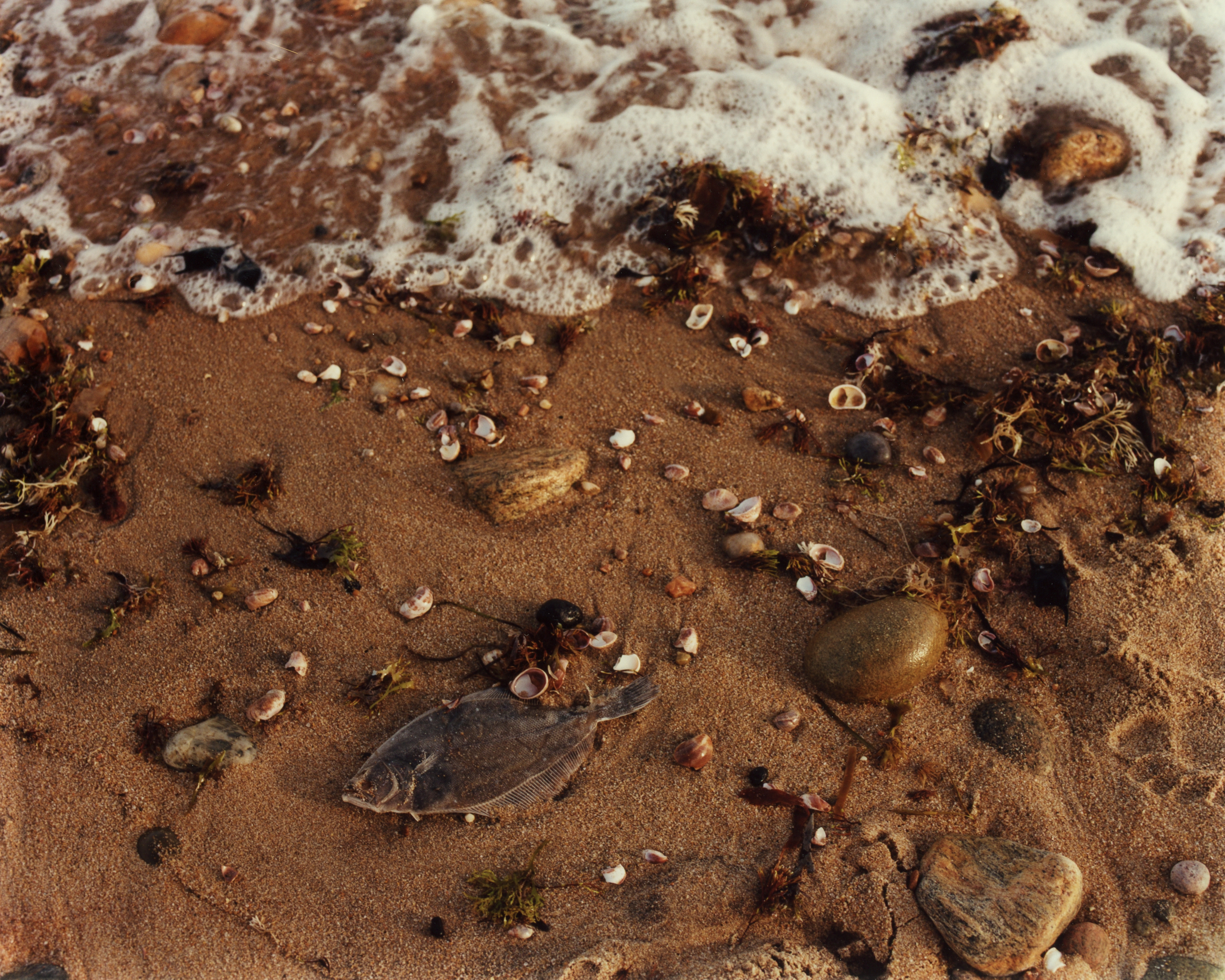 Dead Fish, Footprints - Roman Spataro