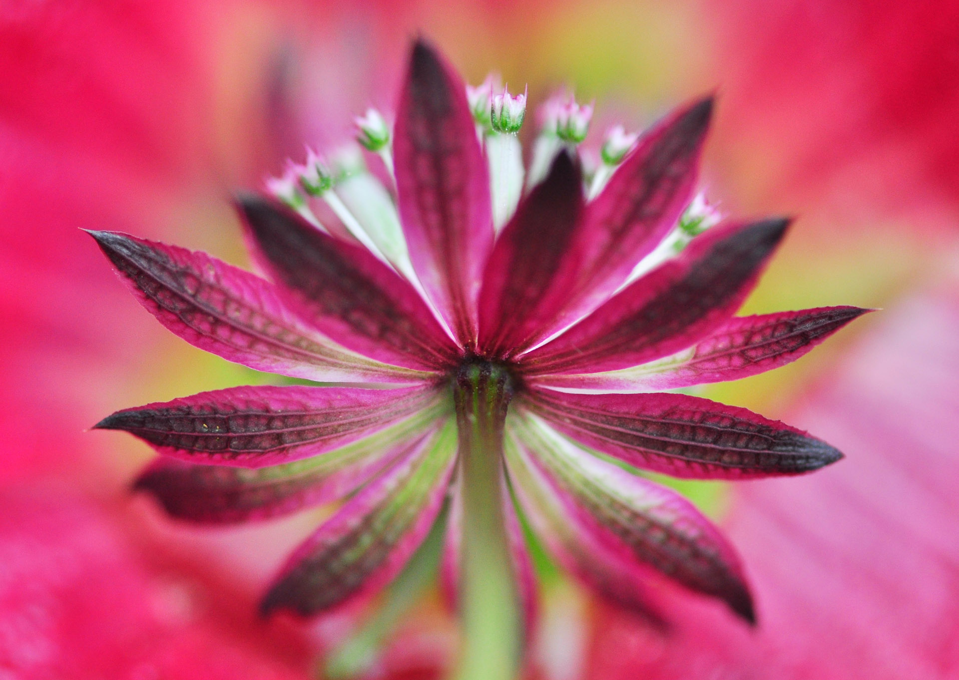 Nr. 273 Astrantia major / Sterndolde