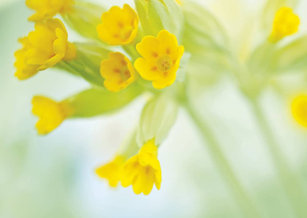 Nr. 028 Schlüsselblume