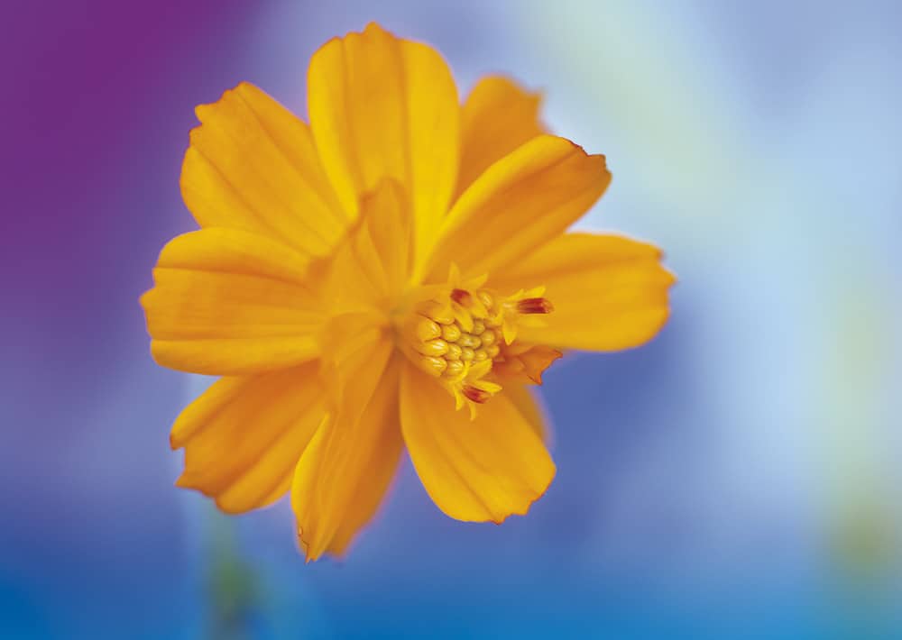 nicht lieferbar, Sulfur-Cosmea