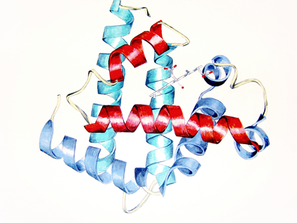  Myoglobin. 2005. Acrylic.
