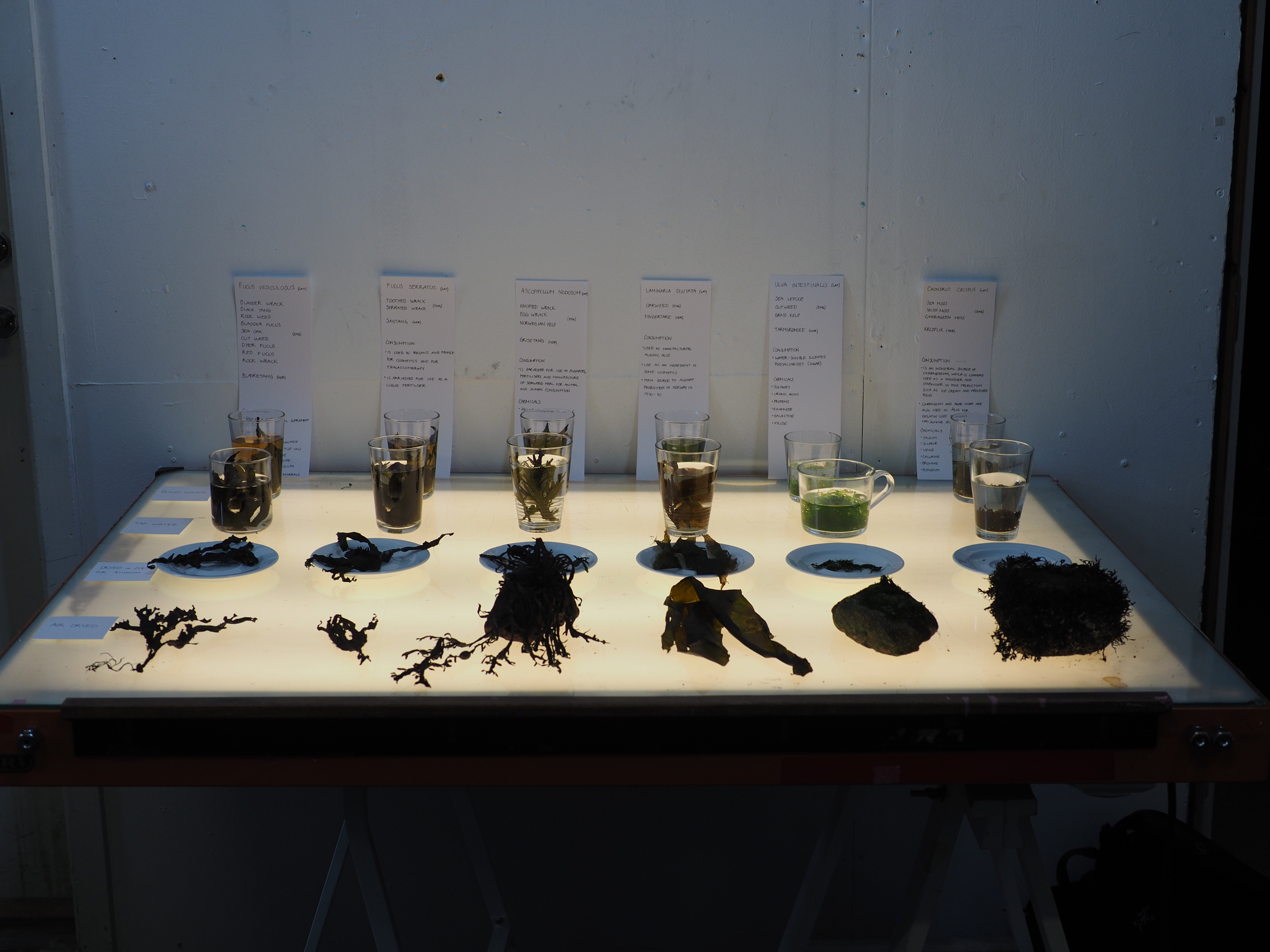 Maren Roscher- Cooking Sections