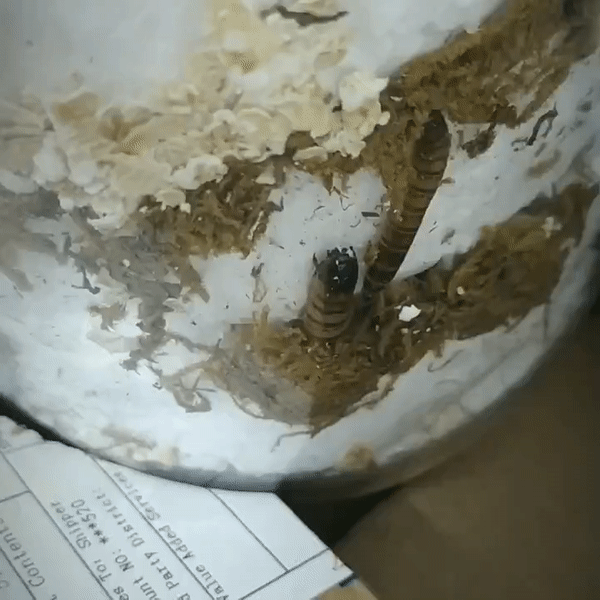 Mealworms eating styrofoam