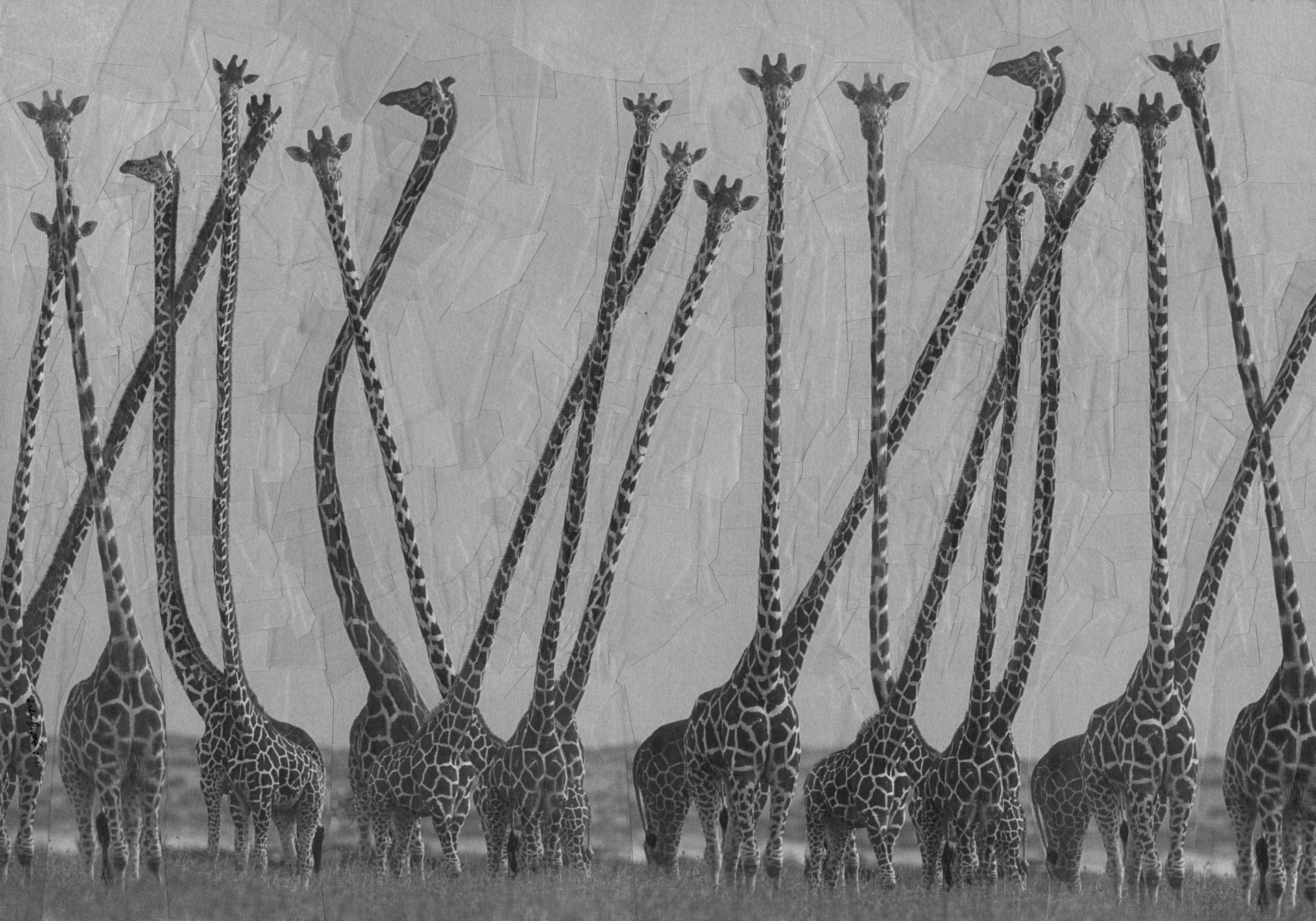 Are Giraffes Dangerous?, 2011, 11.6 x 8.2 inches