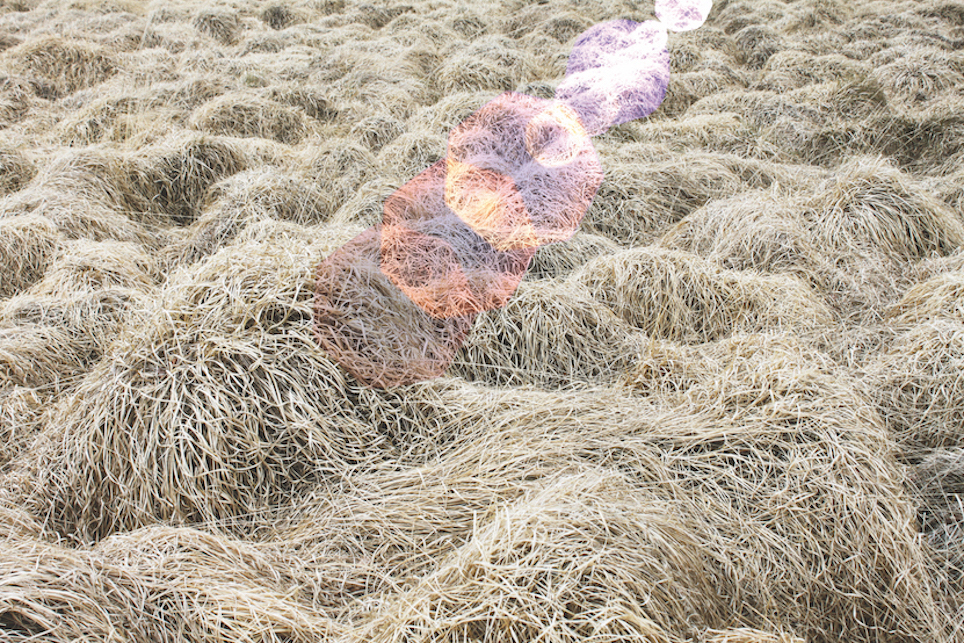 Droséra, la tentation du paysage, 2016impression photographique sur papier fine art