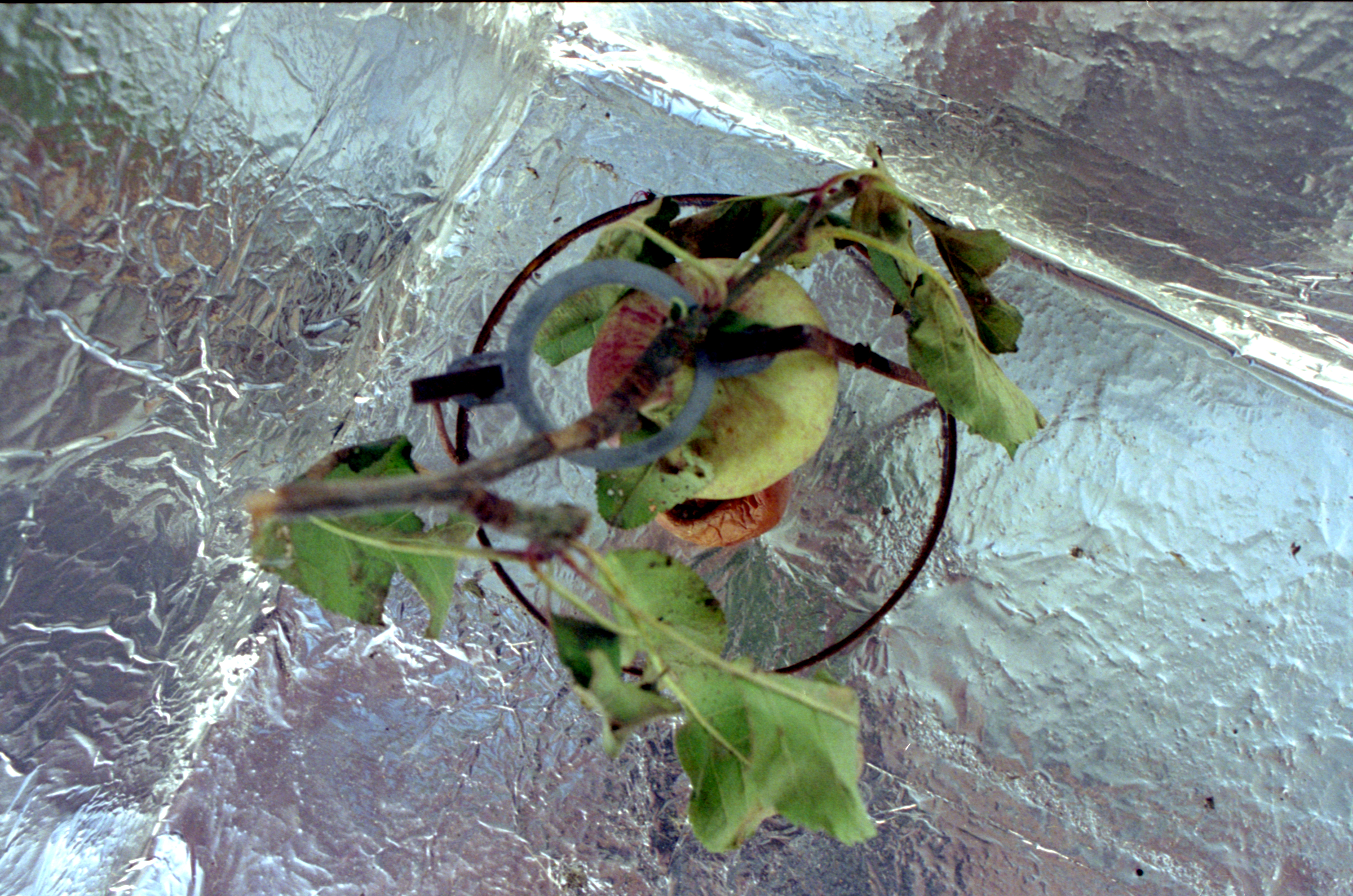Spacell battery (approx 10 x 10 x 7”) aluminium structure suspending  fresh cooking apple above worm eaten apple. From ‘E2-E4’ @ Niagara Falls projects. 2017