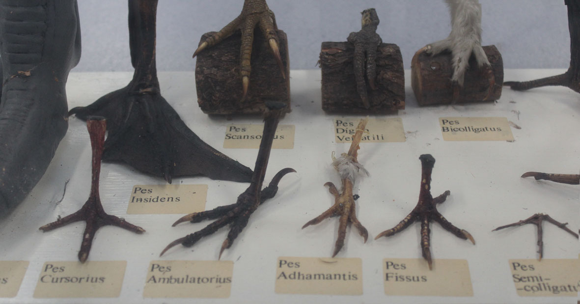 Birds' feet