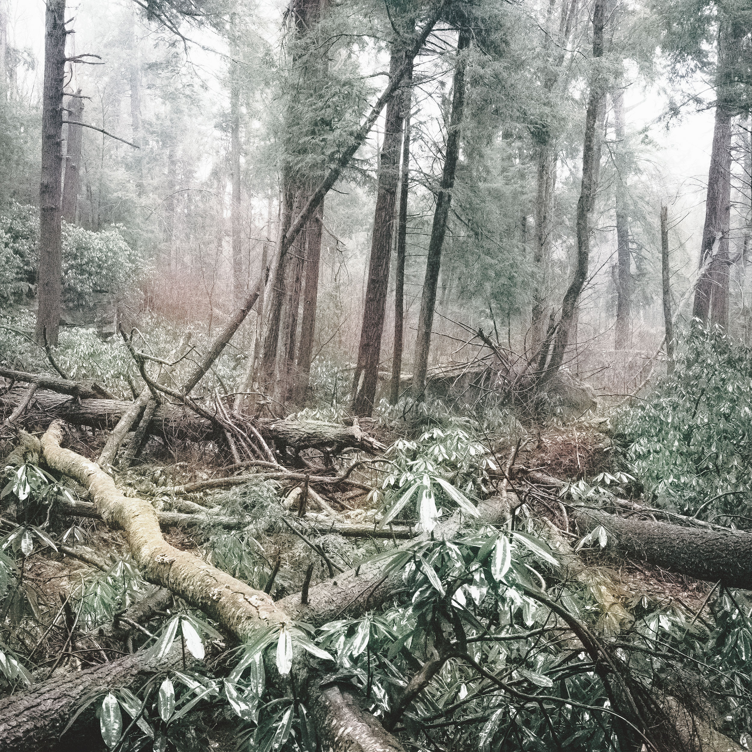 Lost in the Woods / Synodic Period