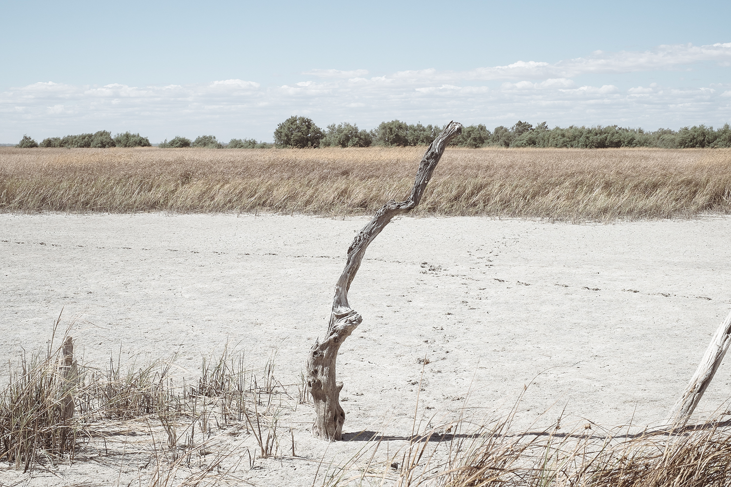 Fotografias Parque Nacional de Doñana Sevilla marismas