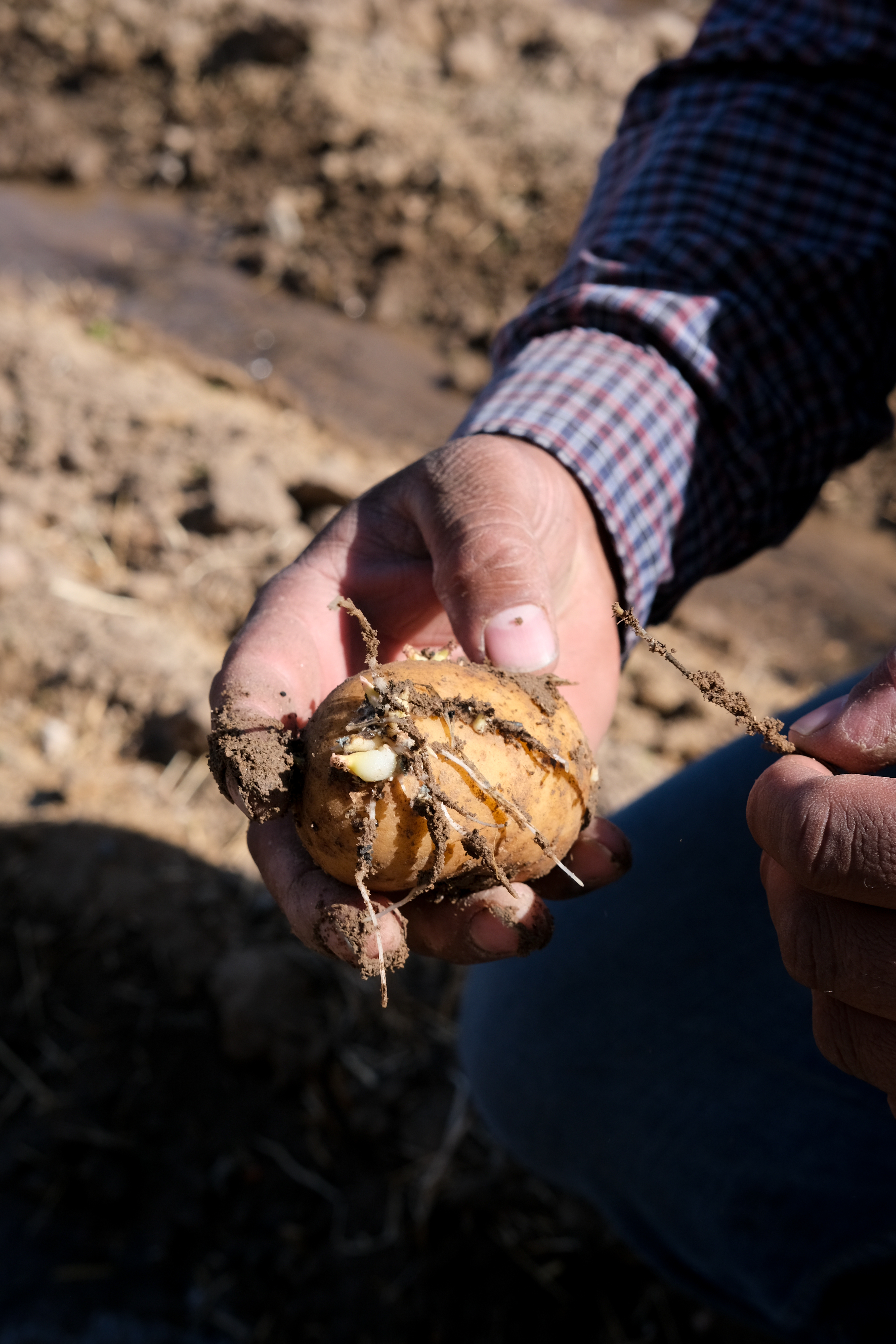 Raul, 35, shows us how to plant potatoes in his family farm in El Guique, NM. He's one of the youngest farmers in the region.