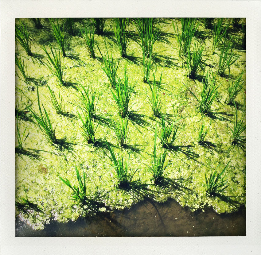 2015/08 Bali Indonesia