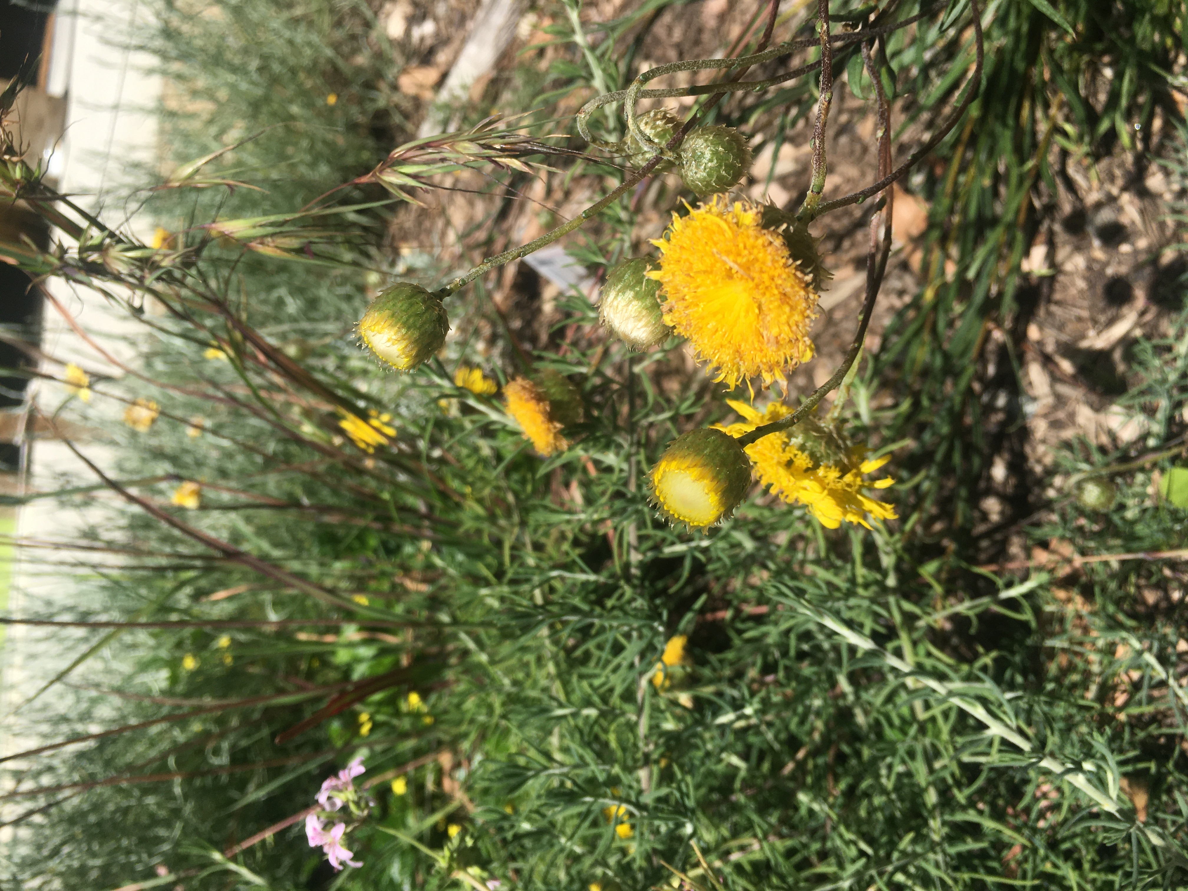 basalt podelepis (podelepis sp.1)